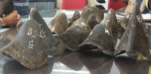 TIN NÓNG: ĐẠI GIA KIM CƯƠNG “SA LƯỚI” TRONG VỤ BUÔN LẬU ĐỘNG VẬT HOANG DÃ XUYÊN QUỐC GIA QUY MÔ LỚN TẠI NAM PHI